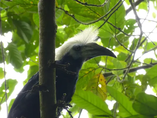 File:White-crowned Hornbill (Berenicornis comatus) male (8077374845).jpg