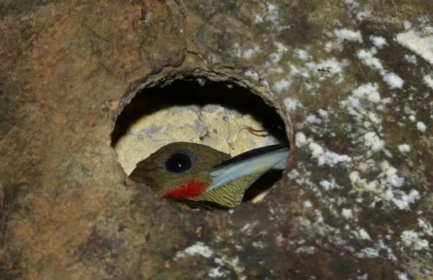 File:Buff-necked Woodpecker (Meiglyptes tukki) (8686299407).jpg