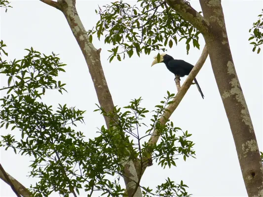 File:Malayan Black Hornbill (Anthracoceros malayanus) (8077009917).jpg