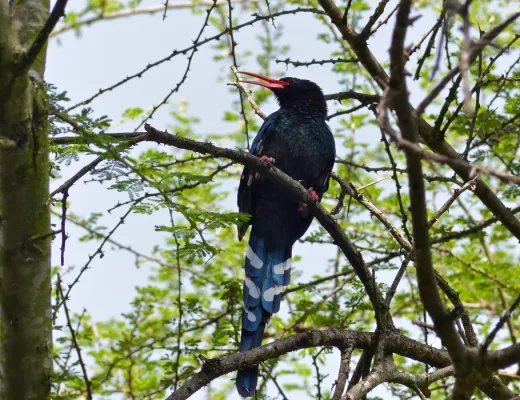 File:Green Wood-hoopoe (Phoeniculus purpureus) (13819175235).jpg