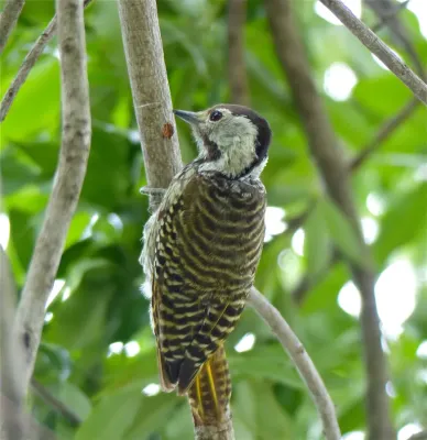 File:Cardinal Woodpecker (Dendropicos fuscescens) female (13606435084).jpg