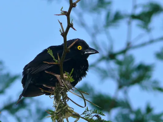 File:Vieillot's Black Weaver (Ploceus nigerrimus) (6930639008).jpg