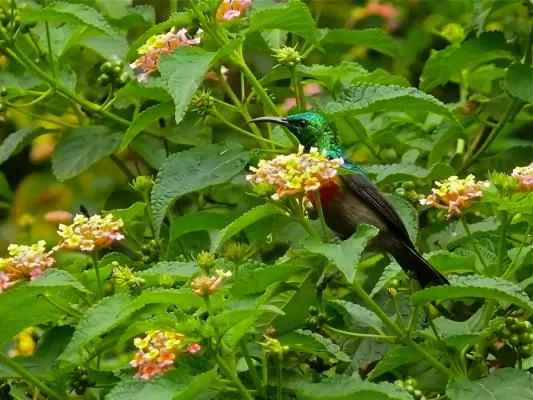 File:Olive-bellied Sunbird (Cinnyris chloropygius) (7083304137).jpg