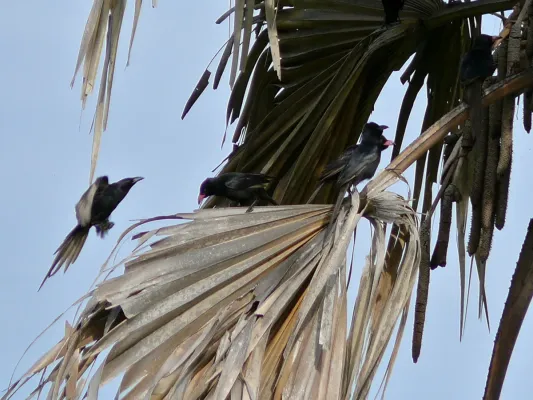File:Piapiacs (Ptilostomus afer) (6937025316).jpg