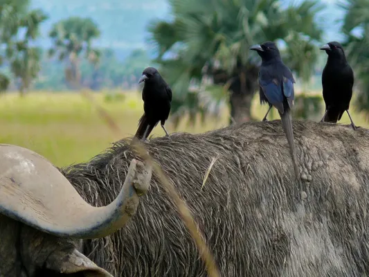 File:Piapiacs (Ptilostomus afer) on Buffalo's back (6937025014).jpg