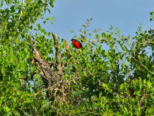 File:Black-headed Gonolek (Laniarius erythrogaster) (6937128262).jpg
