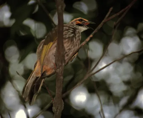 File:Straw-headed Bulbul (Pycnonotus zeylanicus) (7936876438).jpg