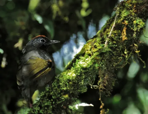 File:Trochalopteron melanostigma, Doi Inthanon NP, Thailand (7788377352).jpg