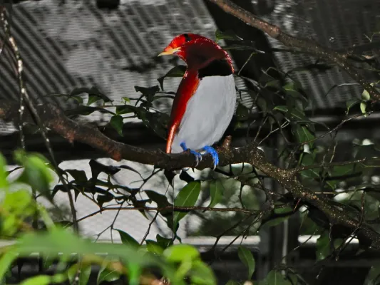 File:King Bird-of paradise Cicinnurus regius (7116209033).jpg