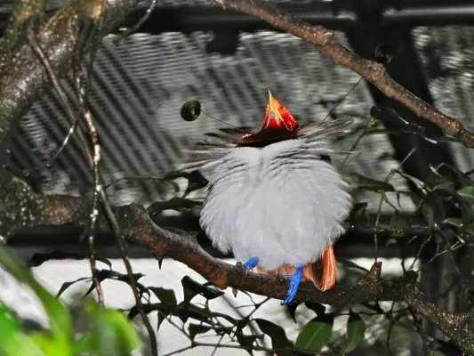 File:King Bird-of paradise Cicinnurus regius (6970131586).jpg
