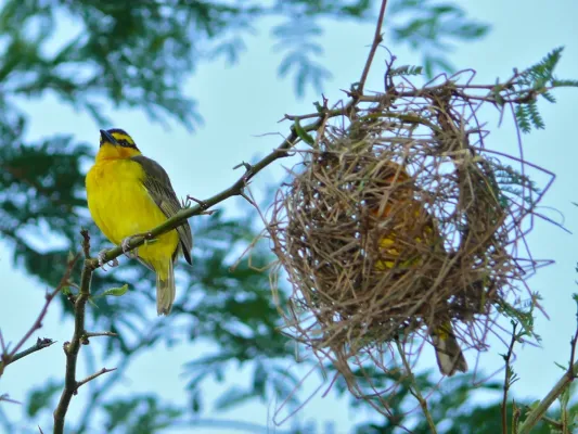 File:Black-necked Weavers (Ploceus nigricollis) (7076740771).jpg