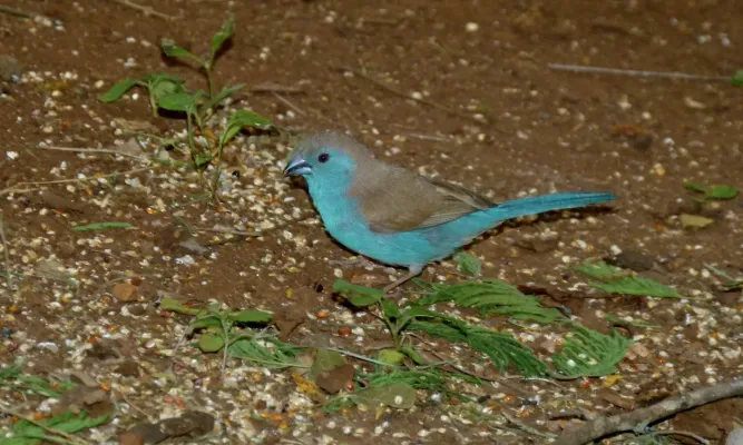 File:Blue Waxbill (Uraeginthus angolensis) (6001697949).jpg