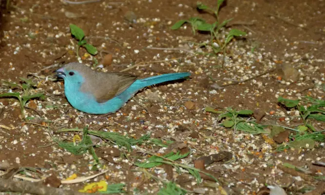 File:Blue Waxbill (Uraeginthus angolensis) (6002252928).jpg