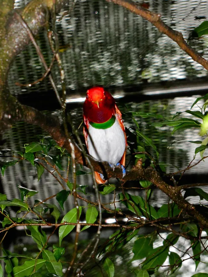 File:King Bird-of paradise Cicinnurus regius (6970115030).jpg