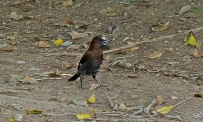 File:Thick-billed Weaver (Amblyospiza albifrons) (6012173484).jpg
