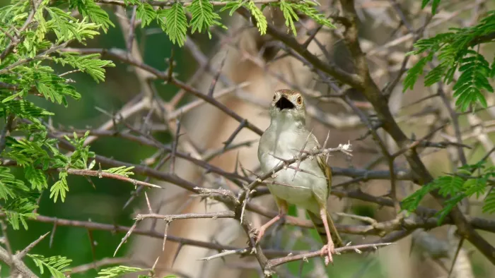 File:Rattling Cisticola (Cisticola chiniana) (6017305508).jpg