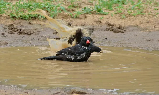 File:Red-billed Buffalo-Weaver (Bubalornis niger) (6001979720).jpg
