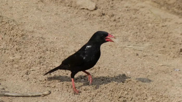File:Red-billed Buffalo-Weaver (Bubalornis niger) (6016768281).jpg