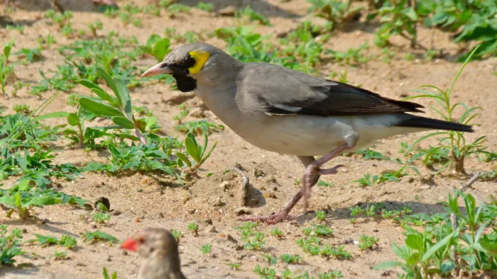 File:Wattled Starling (Creatophora cinerea) (6006108618).jpg
