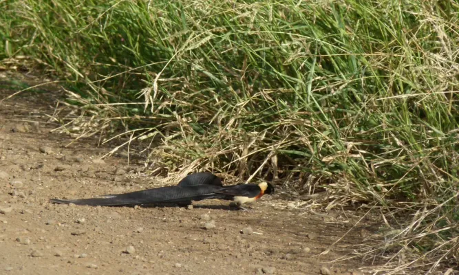 File:Long-tailed Paradise-Whydah (Vidua paradisaea) (6022022639).jpg