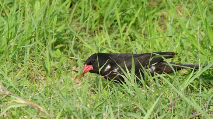 File:Red-billed Buffalo-Weaver (Bubalornis niger) (6016767415).jpg