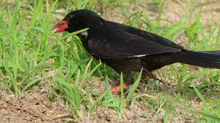 File:Red-billed Buffalo-Weaver (Bubalornis niger) (6016768011).jpg