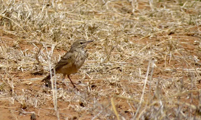File:African Pipit (Anthus cinnamomeus) (6581198037).jpg