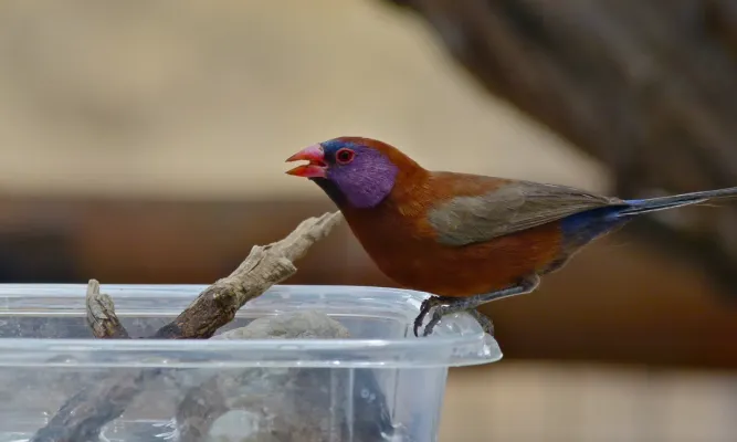 File:Violet-eared Waxbill (Granatina granatina) (6453057501).jpg