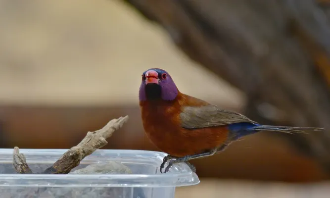 File:Violet-eared Waxbill (Granatina granatina) (6453059567).jpg