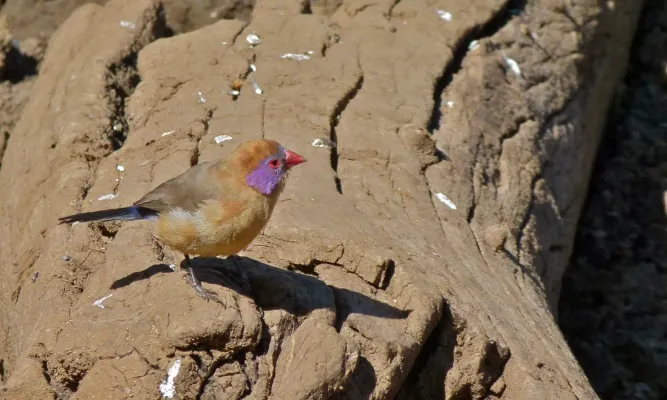 File:Violet-eared Waxbill (Granatina granatina) female (8539741140).jpg