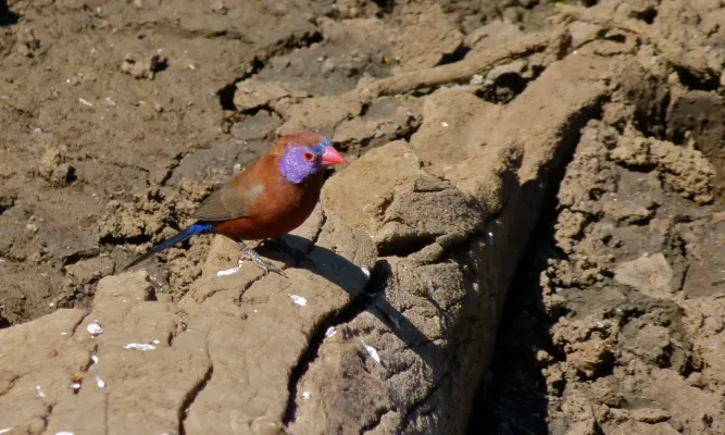 File:Violet-eared Waxbill (Granatina granatina) male (8539732610).jpg