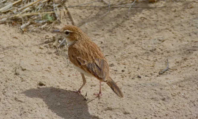 File:Fawn-coloured Lark (Calendulauda africanoides) (6452858423).jpg