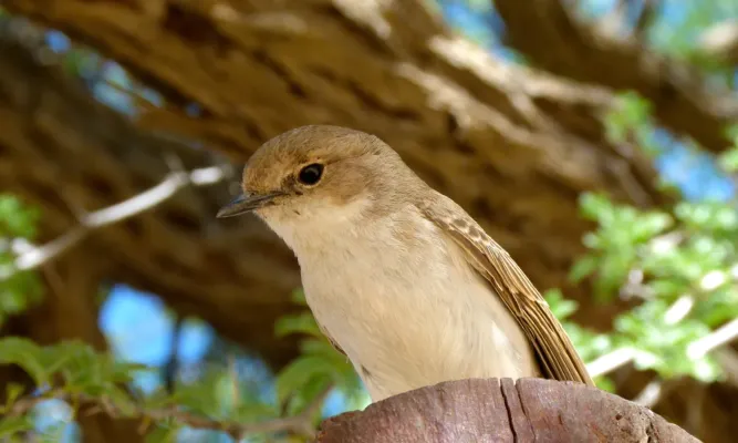File:Marico Flycatcher (Bradornis mariquensis) (6492333669).jpg