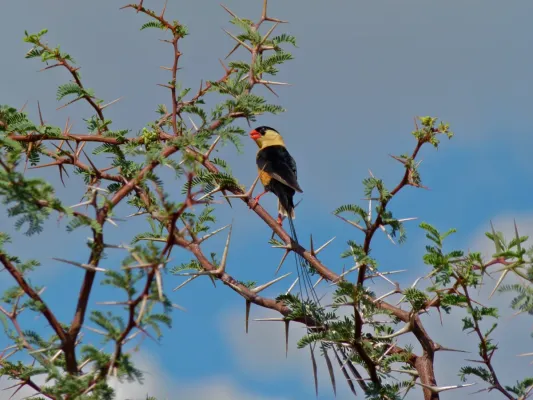 File:Shaft-tailed Whydah (Vidua regia) (7000402705).jpg