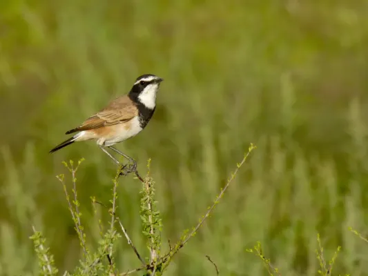 File:Capped Wheatear (Oenanthe pileata) (6880829688).jpg