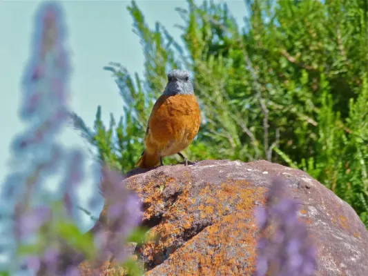 File:Cape Rock-thrush (Monticola rupestris) (6888389294).jpg
