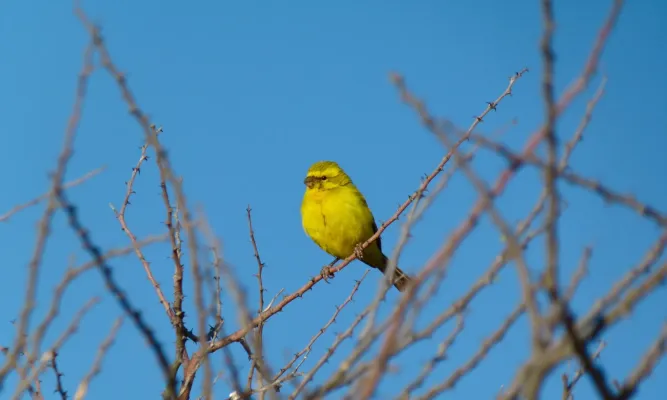 File:Yellow Canary (Crithagra flaviventris) (6536890761).jpg