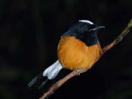 File:White-crowned Shama (Copsychus stricklandii), Sabah, Borneo (8066938041).jpg