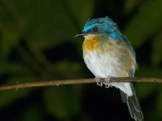File:Malaysian Blue Flycatcher (Cyornis turcosus) female (8066944858).jpg