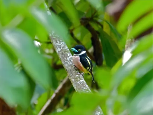 File:Black-and-yellow Broadbill (Eurylaimus ochromalus) (8071120621).jpg