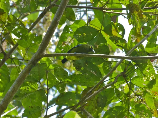 File:Green Iora (Aegithina viridissima) (8071319657).jpg