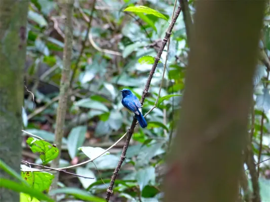 File:Malaysian Blue Flycatcher (Cyornis turcosus) (8077283795).jpg