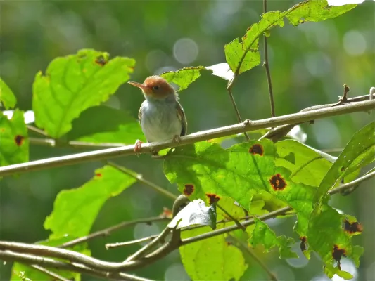 File:Ashy Tailorbird (Orthotomus ruficeps) (8077423015).jpg