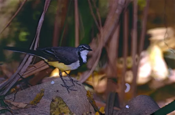 File:Madagascar Wagtail (Motacilla flaviventris) (9587156813).jpg