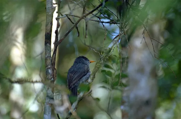 File:Malagasy Bulbul (Hypsipetes madagascariensis) (9644630788).jpg