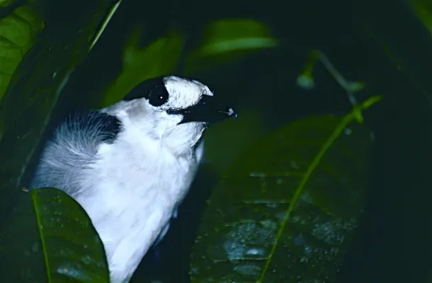 File:Hook-billed Vanga (Vanga curvirostris) male (9643017751).jpg
