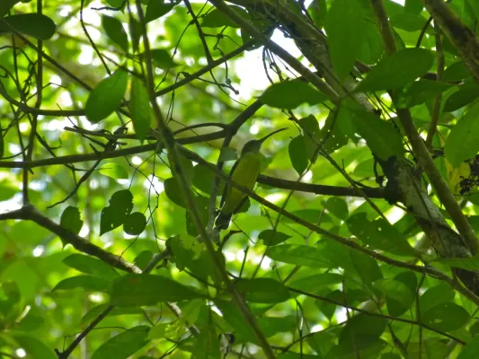 File:Little Spiderhunter (Arachnothera longirostra) (8068189347).jpg