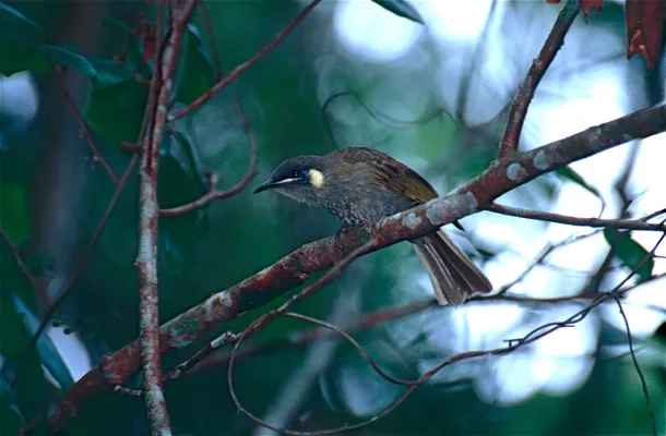 File:Graceful Honeyeater Meliphaga gracilis (9836450965).jpg