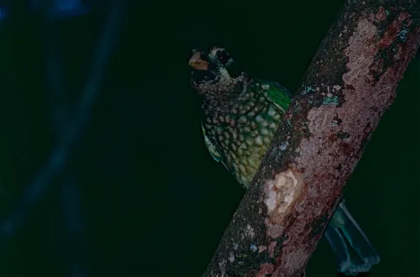 File:Green Catbird (Ailuroedus crassirostris) (9837060463).jpg
