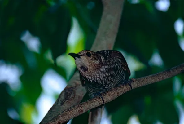 File:Regent Bowerbird (Sericulus chrysocephalus) female (9876673044).jpg